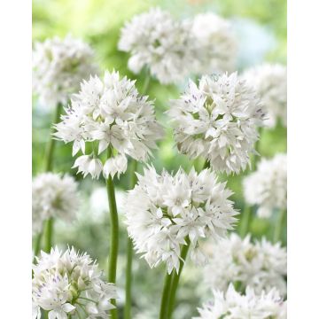 Allium amplectens 'Graceful Beauty' - Pack of 10 Bulbs