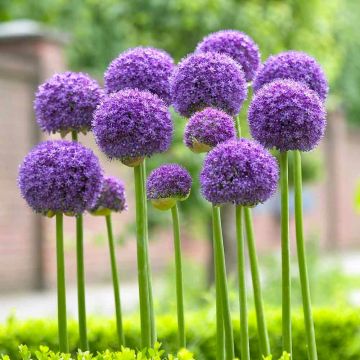 Allium hollandicum Gladiator