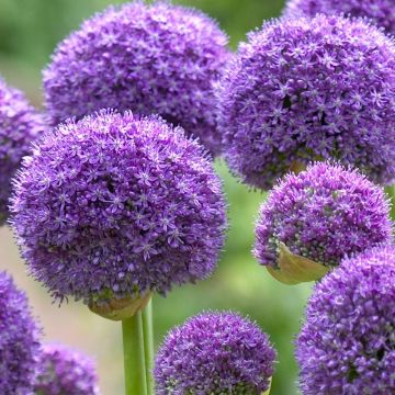 Allium hollanicum Gladiator - Pack of THREE Plants