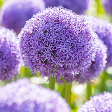 Allium Globemaster - Giant Globe Allium