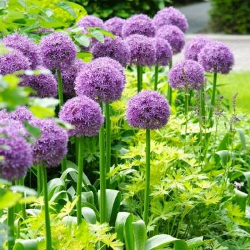 Allium Giant Globe Allium Mixed - Pack of THREE Bulbs