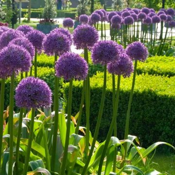 Allium Globemaster - Giant Globe Allium - 1 Giant Bulb