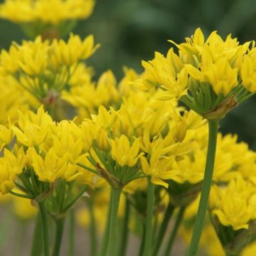 Allium moly - Pack of 50 Bulbs