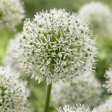 Allium stipitatum Mount Everest