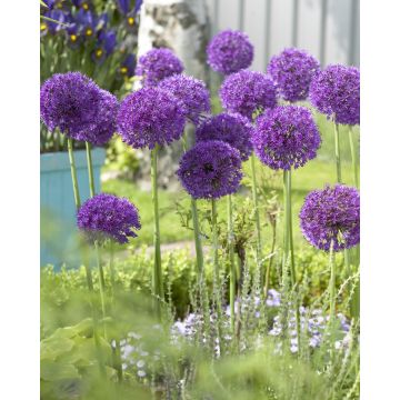 Allium Purple Sensation - Pack of 40 Bulbs
