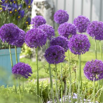 Allium aflatunense - Pack of THREE