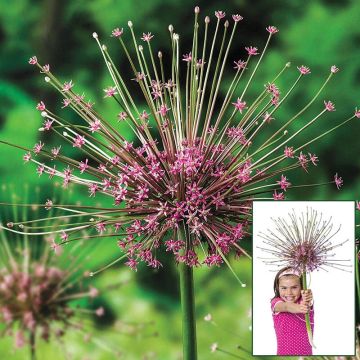 Allium schubertii - Giant Sparkler Firework Allium - Large Bulb - Pack of 2