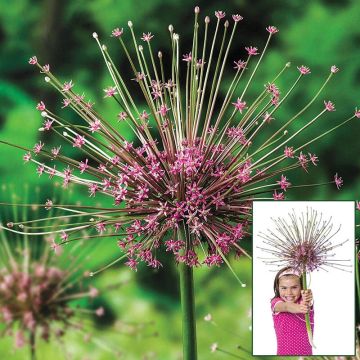 Allium schubertii - Giant Sparkler Firework Allium