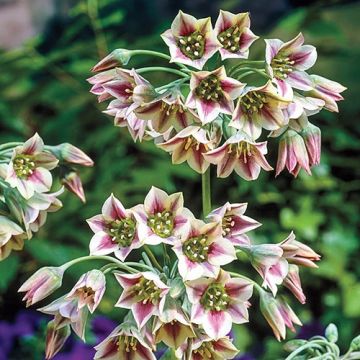 Allium Siculum - Nectaroscordum - Sicilian Honey Garlic - Pack of 5 Bulbs