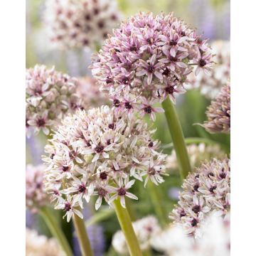 Allium Silver Spring - ONE Bulb