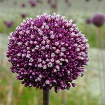 Allium Summer Drummer