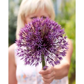 GIANT Globe Allium - Allium Universe - In Bud & Bloom - HUGE Flowers