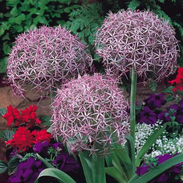 SPECIAL DEAL - Allium christophii - Star of Persia - Pack of 5 Bulbs