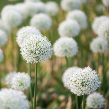 Allium Ping Pong Plants
