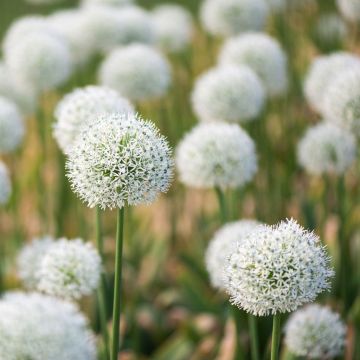 Allium Ping Pong - Pack of 30 Bulbs