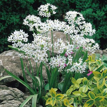 Allium neapolitanum  - Pack of 50 Bulbs