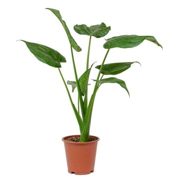 SPECIAL DEAL - Alocasia cucullata - Tropical Elephant Ear - Taro Alocasia