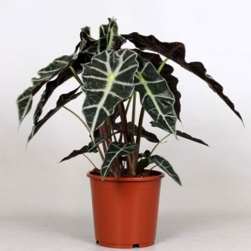 Alocasia Polly - Elephant Ear