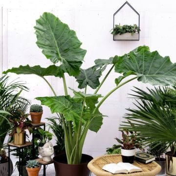 Alocasia Portodora - Upright Elephant Ear