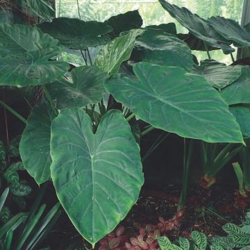 Alocasia wentii - Giant Elephant Ear