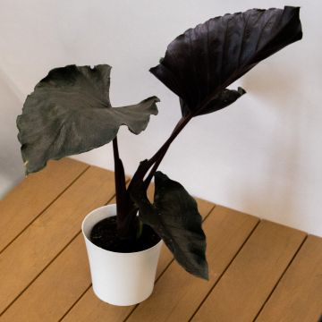Alocasia Antoro Velvet