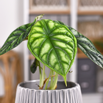 Alocasia Dragon Scale
