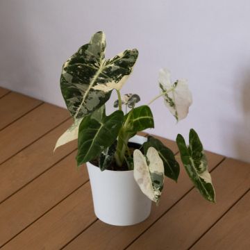 Alocasia 'Frydek' Variegata