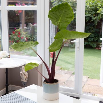 Alocasia 'Imperial Red' - Elephant's Ear Plant - 30 - 40cm