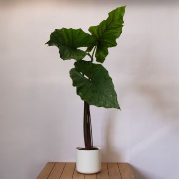 Alocasia 'Sumo'