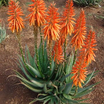 Aloe Safari Sunrise