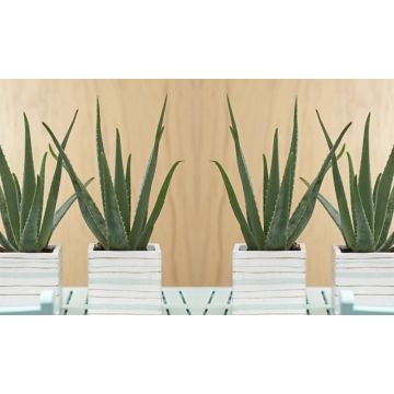Aloe Vera - Succulent Plant
