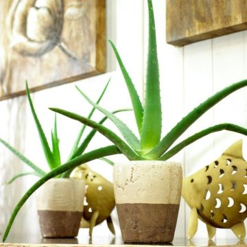 BLACK FRIDAY DEAL - Aloe Vera - Succulent Plant