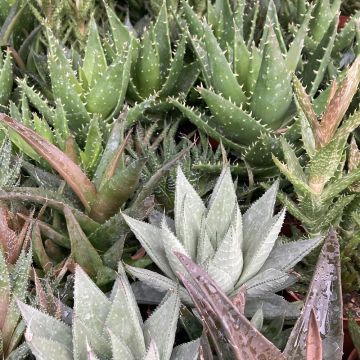 Aloe Succulent Plant