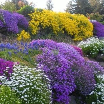 Alpine Plant Collection - Tray of 24 Assorted Alpine Rockery Plants