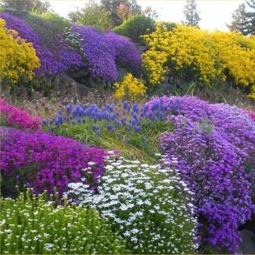Alpine Plant Collection - Pack of EIGHT Alpine Rockery Plants