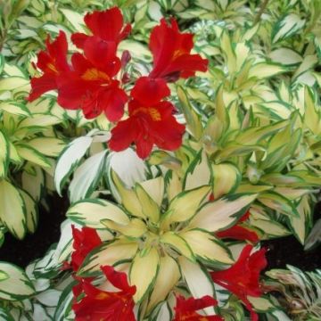 Alstroemeria 'Little Miss Zoe' - Variegated Peruvian Lily