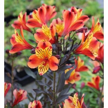Alstroemeria Indian Summer - Hardy Peruvian Lily