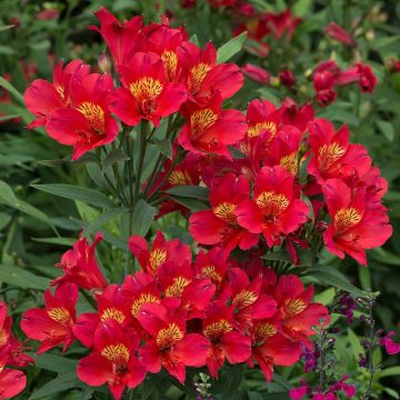 Alstroemeria Summer Pepper - Hardy Peruvian Lily - In Bud & Bloom