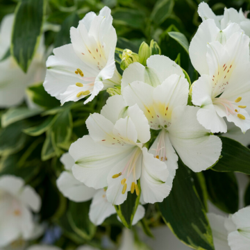 Alstromeria 'Claressa'