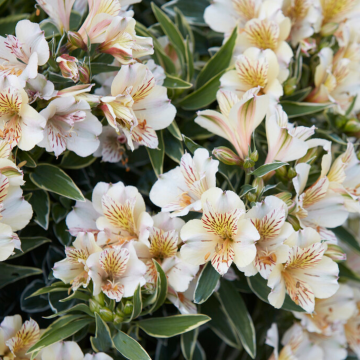 Alstromeria 'Fabiana'