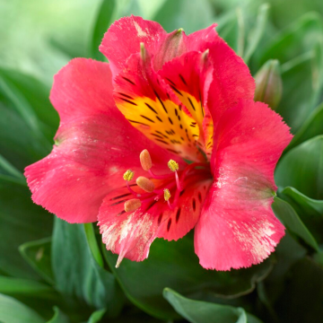 Alstromeria 'Kate'