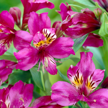 Alstromeria 'Tamara'