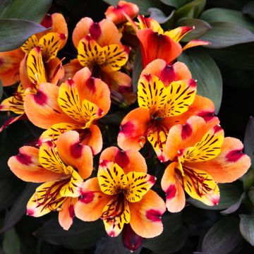 Alstroemeria Indian Summer - Hardy Peruvian Lily - In Bud & Bloom Alstroemeria Indian Summer - Hardy Peruvian Lily - In Bud & Bloom