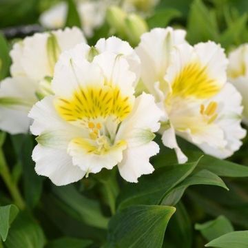 Alstromeria 'Yentl'