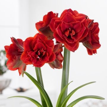 Amaryllis - DOUBLE CHERRY RED - Hippeastrum