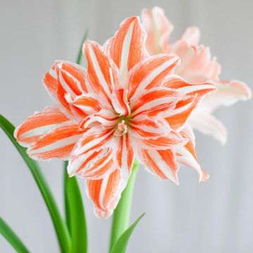 Amaryllis Dancing Queen - Double Orange & White Hippeastrum