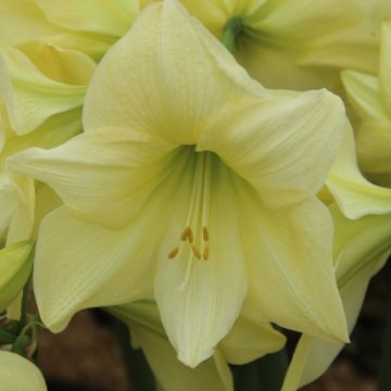 Amaryllis Lemon Star Diamond