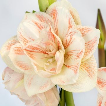 Amaryllis - NYMPH - Double Flowered Hippeastrum Bulb