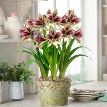 Rare & Exotic - Easy to Grow Butterfly Amaryllis Papilo Hippeastrum 