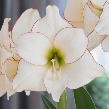 WINTER SALE - Amaryllis - PICOTEE - Hippeastrum